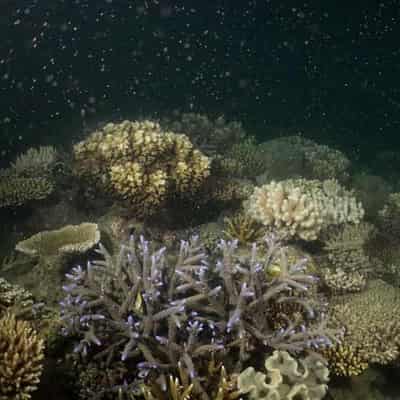 Experts demand new reef plan with rising climate threat