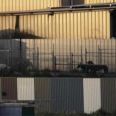 Footage sparks welfare probe into greyhound trainer