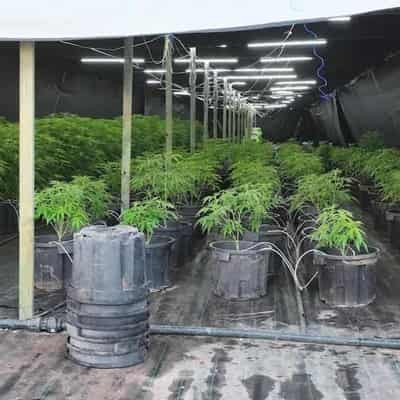 Cannabis crops seized as major drug syndicate shut down