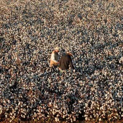 Clean energy and 'green' cotton sprout from seed money