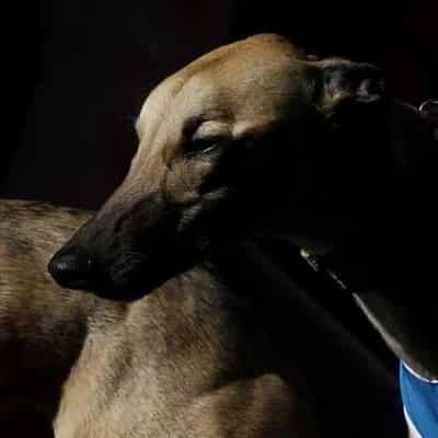 Greyhound trainer suspended after mistreatment claims