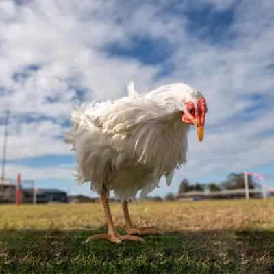 New ground-breaking technology will aid chicken farming