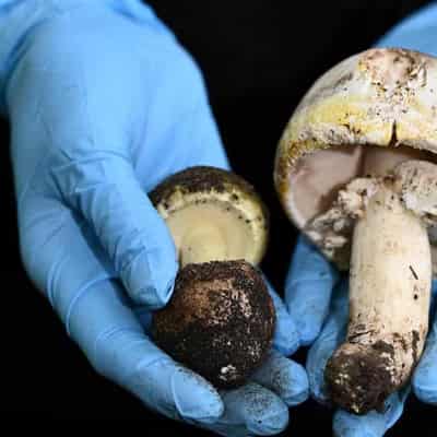 Homicide probe suspected mushroom poisoning in Victoria