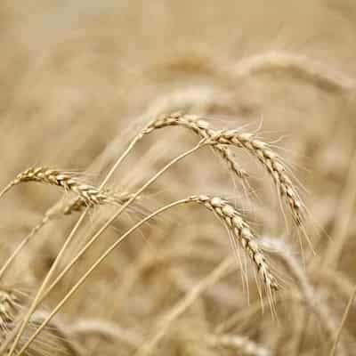 Barney over barley continues despite China tariffs axe