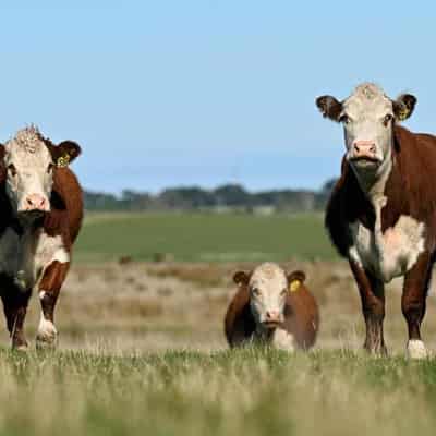 Meat industry risks butchering bold carbon neutral bid