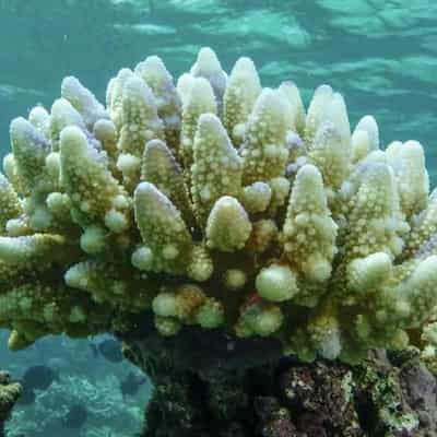 Bleaching halts coral recovery on Great Barrier Reef