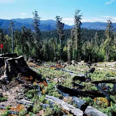 Push to end native logging ahead of Labor policy parley