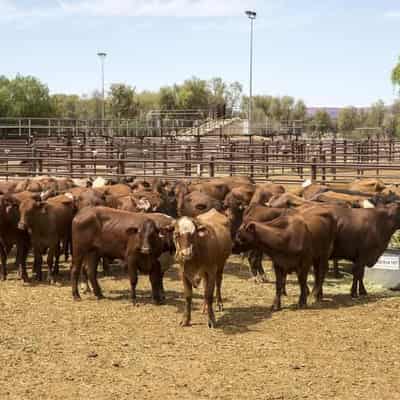 Malaysia hits pause on Australian live cattle exports