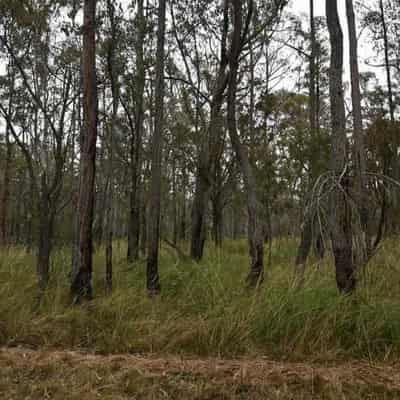 VicForests illegally spied on anti-logging campaigners