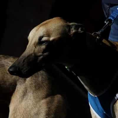 Greyhounds 'racked up like tools waiting to be used'