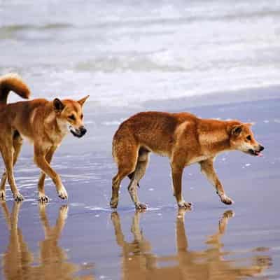 Woman bitten by a dingo in latest attack on K'gari