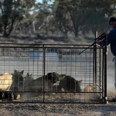 Pig tsar to tackle feral hog crisis in NSW first