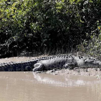 Defence faces $1.5m fine after soldiers mauled by croc