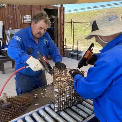 Oyster lovers on epic mission to restock Queensland bay