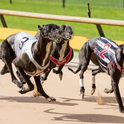 Former top cop to probe greyhound cruelty concerns