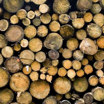 Government commits to rewrite outdated forest policy