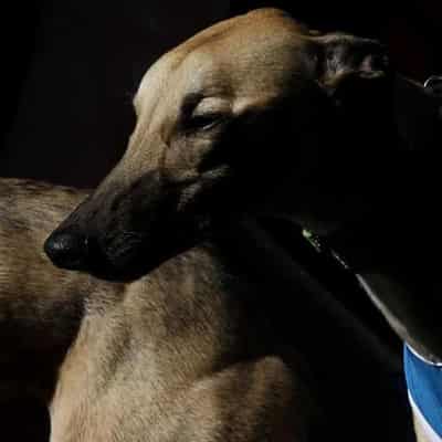 No prosecution for live-baiting greyhound trainers