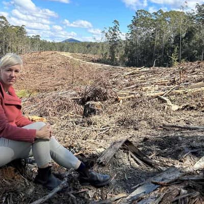 NSW govt under fire as trees fall in koala heartland
