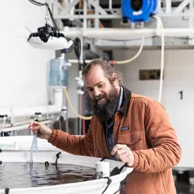 Methane-busting seaweed scaled up ready for production