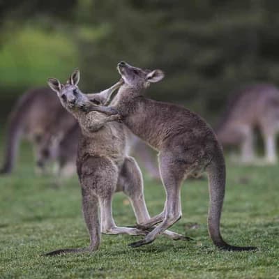 Native fauna trademark fight fails to land any intellectual blows