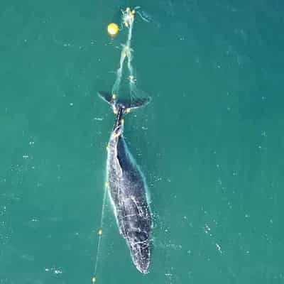 Political showdown looms for 'wall of death' shark nets