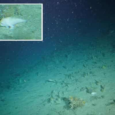 Rare 'walking' handfish captured on deep-sea camera