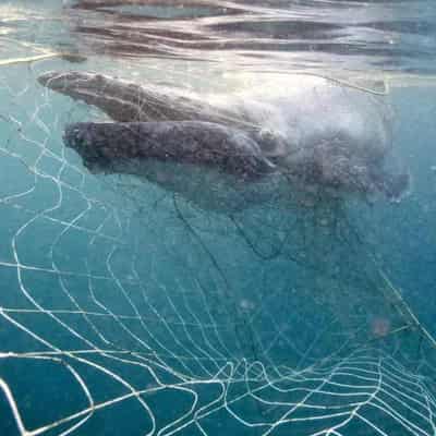 Warning of public's shark net scepticism before rollout