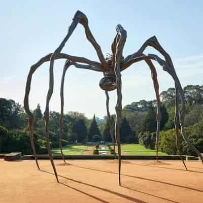 Web of intrigue as giant spider legs it to Australia