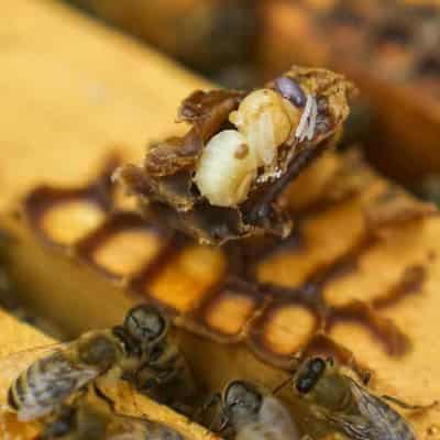 More varroa mite hive infestations found in NSW