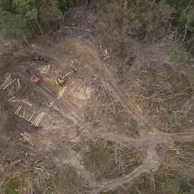 Call to halt logging with glider possum on the slide