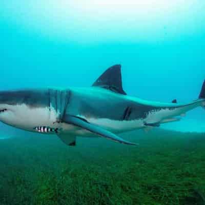 'Belong in last century': shark nets return to beaches