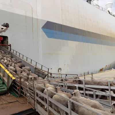 Live sheep exports to be phased out in 'orderly manner'