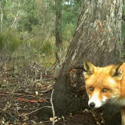 Alien invaders driving destruction of nature worldwide