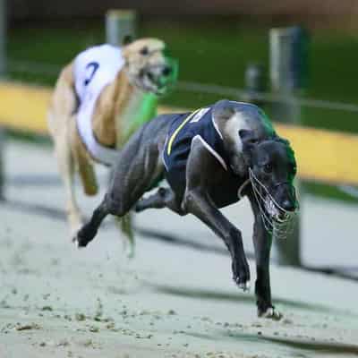 Baiting bust renews calls to outlaw greyhound racing