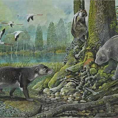 Ancient fossil discovery sheds light on koala evolution