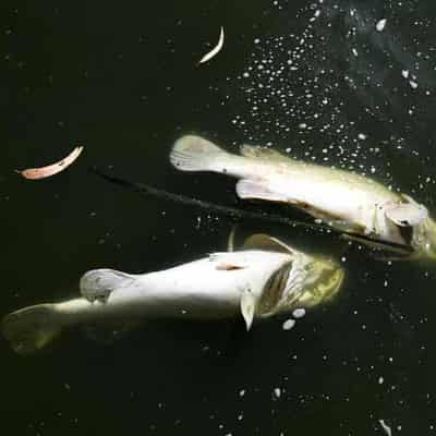 Faulty coal plant valve caused mass fish kill: EPA