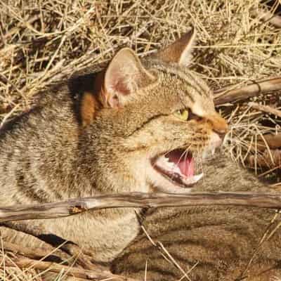 Plan to shield native species from threat posed by cats