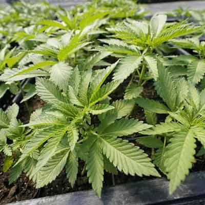 Medicinal cannabis eases pain, anxiety, fatigue: study