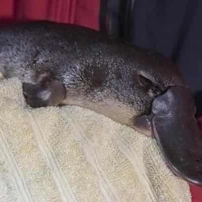 Citizen scientists asked to help unpack platypus enigma