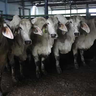 Indonesia lifts ban on Australian live cattle exports