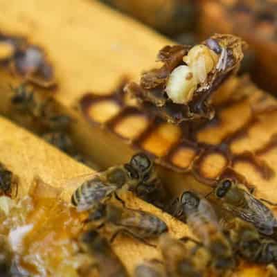 Rural charity gives 'distressed' beekeepers mite relief