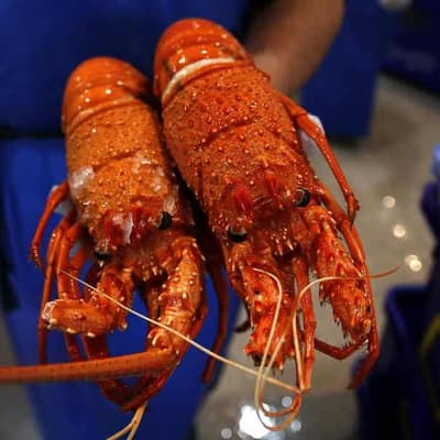 Lobsters on ice as premier seeks China trade thaw