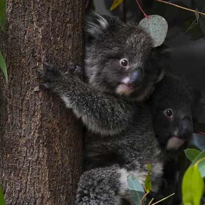 Warning of dire threat to koalas from urban sprawl