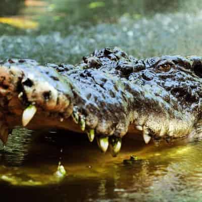 Defence in court over soldiers' crocodile mauling