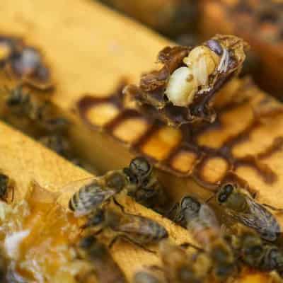 Beekeepers warn deadly parasite cannot be eliminated