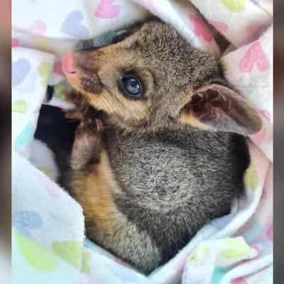 Vets plead for more money to care for orphaned wildlife