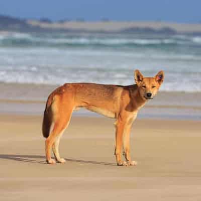 Crackdown on K’gari over human-dingo interactions