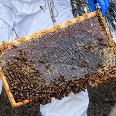 Beekeepers shift to suppress spread of deadly parasite