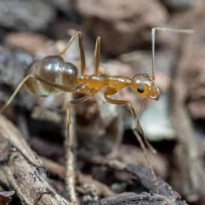 Blitz squashes crazy ants at Qld sites but war rolls on