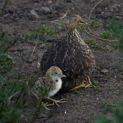 Dancing on the edge: 'waltz' delivers rare chicks